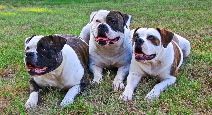 Amerikai bulldog eredete, jellemzői, viselkedése, betegségei