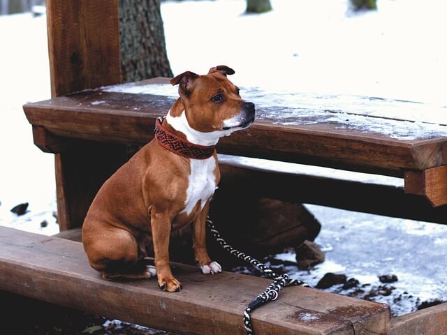 Amerikai pitbull terrier eredete, jellemzői, viselkedése, betegségei