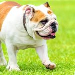 Angol bulldog eredete, jellemzői, viselkedése, betegségei