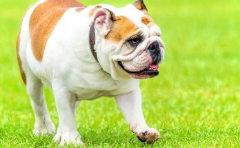 Angol bulldog eredete, jellemzői, viselkedése, betegségei