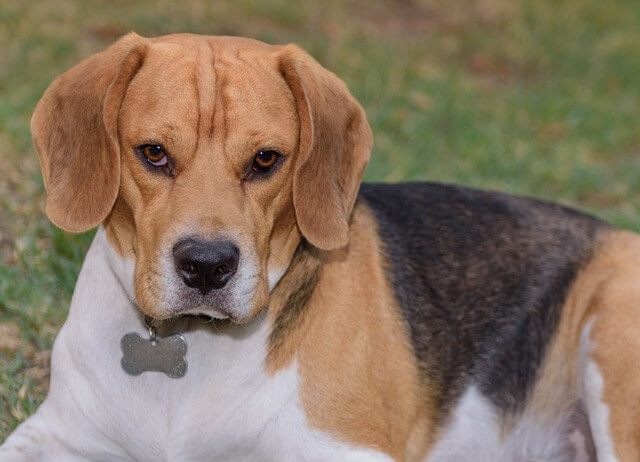 Beagle eredete, jellemzői, viselkedése, betegségei