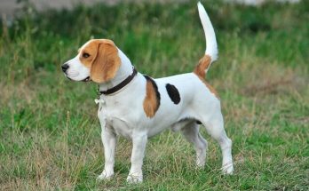 Beagle eredete, jellemzői, viselkedése, betegségei