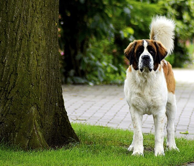 Bernáthegyi kutya eredete, jellemzői, viselkedése, betegségei