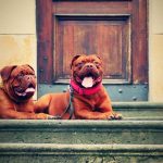 Bordeaux-i dog eredete, jellemzői, viselkedése, betegségei