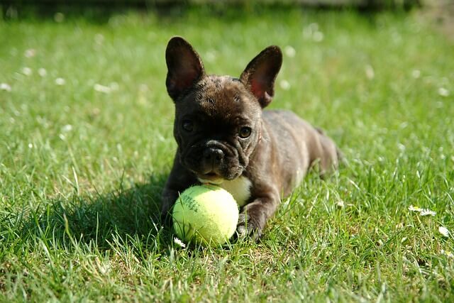 Francia bulldog eredete, jellemzői, viselkedése, betegségei