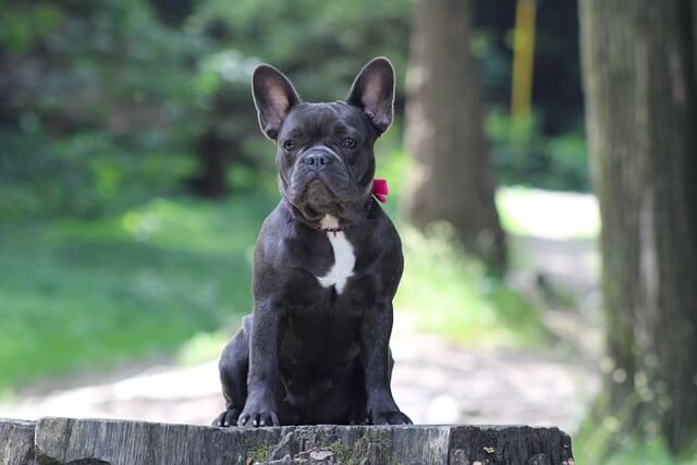Francia bulldog eredete, jellemzői, viselkedése, betegségei