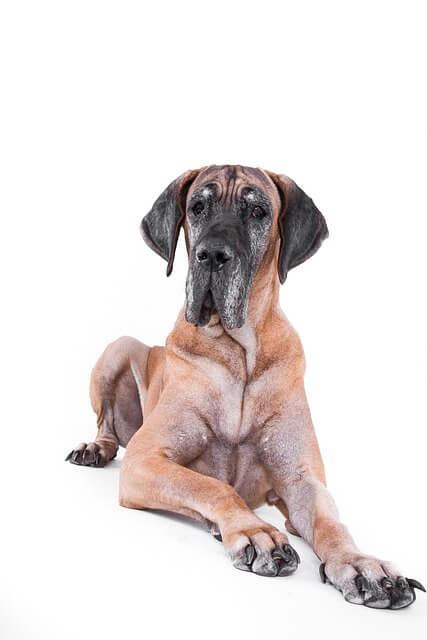 Német dog (Dán dog) eredete, jellemzői, viselkedése, betegségei