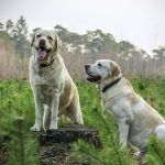 Labrador eredete, jellemzői, viselkedése, betegségei