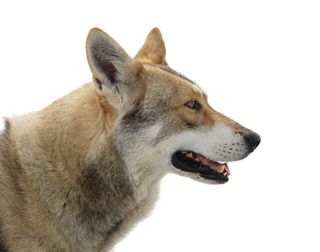 Saarloosi farkaskutya eredete, jellemzői, viselkedése, betegségei