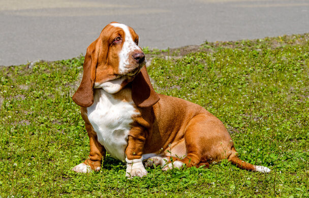 Basset hound eredete, jellemzői, viselkedése, betegségei