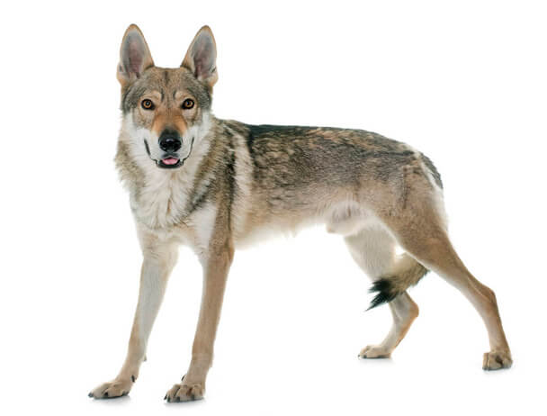 Csehszlovák farkaskutya eredete, jellemzői, viselkedése, betegségei