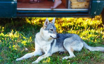 Csehszlovák farkaskutya eredete, jellemzői, viselkedése, betegségei