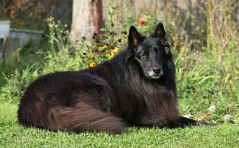 Groenendael kutya (belga juhászkutya) eredete, jellemzői, viselkedése, betegségei