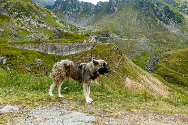 Kárpáti pásztorkutya (román) eredete, jellemzői, viselkedése, betegségei