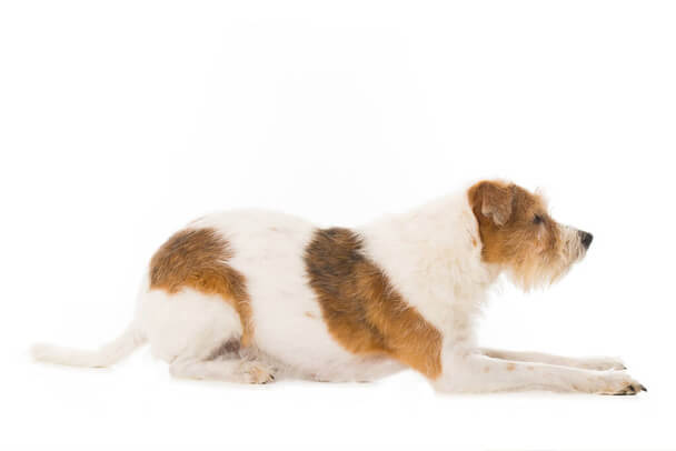 Kromfohrlandi kutya (Kromfohrländer) eredete, jellemzői, viselkedése, betegségei