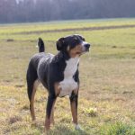 Appenzelli havasi kutya eredete, jellemzői, viselkedése, betegségei