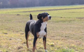 Appenzelli havasi kutya eredete, jellemzői, viselkedése, betegségei