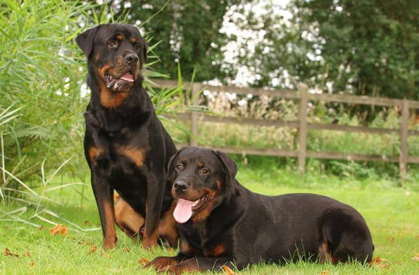 Rottweiler eredete, jellemzői, viselkedése, betegségei