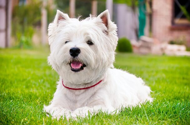 West highland white terrier eredete, jellemzői, viselkedése, betegségei