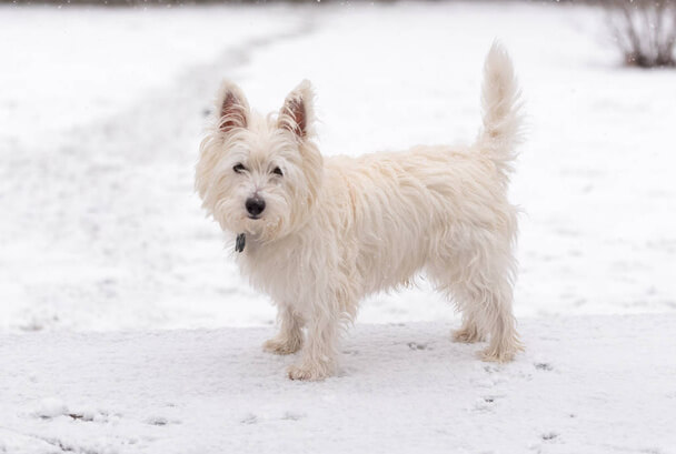 West highland white terrier eredete, jellemzői, viselkedése, betegségei