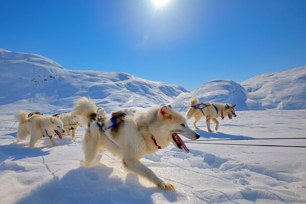 Grönlandi kutya eredete, jellemzői, viselkedése, betegségei