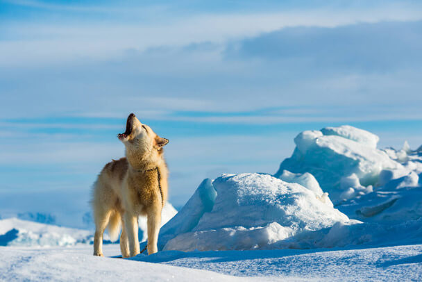 Grönlandi kutya eredete, jellemzői, viselkedése, betegségei